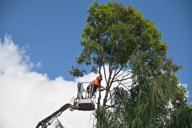 Best Stump Grinding and Removal  in Beckett Ridge, OH